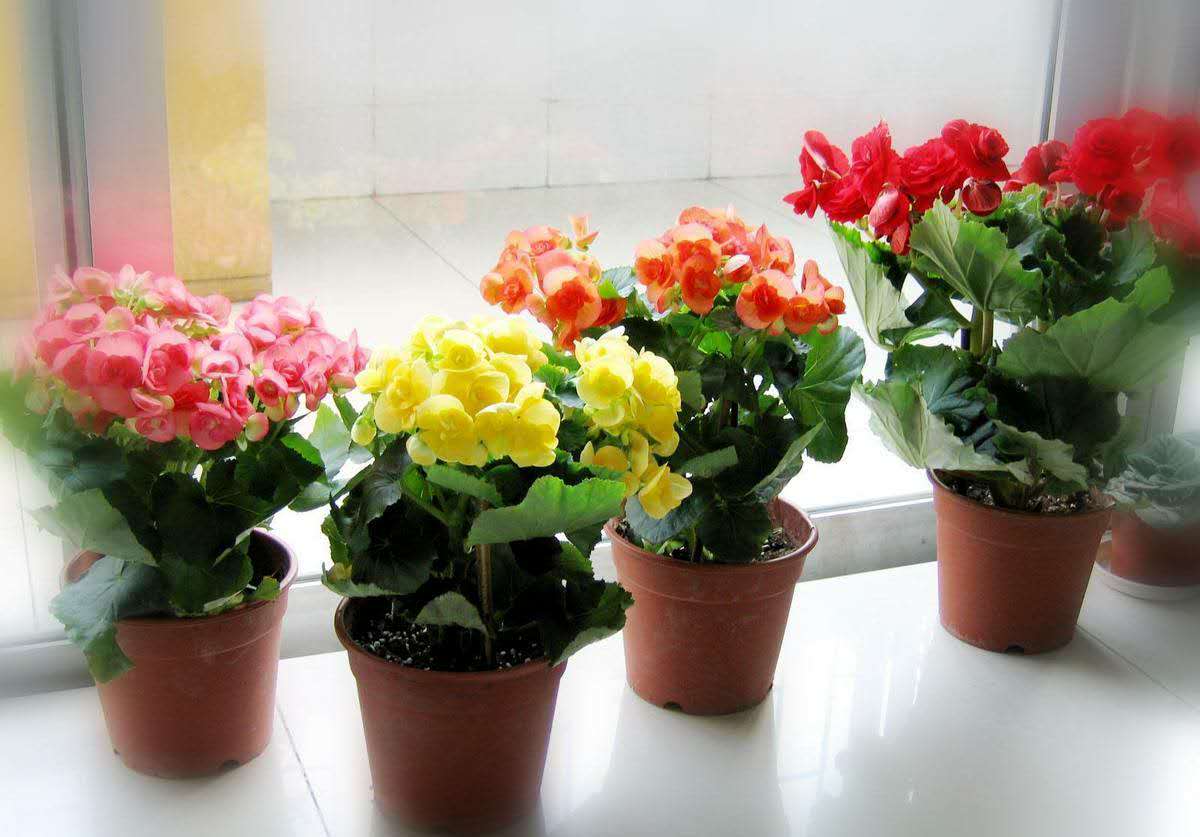 丽格海棠重瓣优惠耐活四季美观花