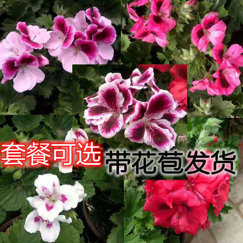 蝴蝶梅木本庭院四季开花耐活盆栽