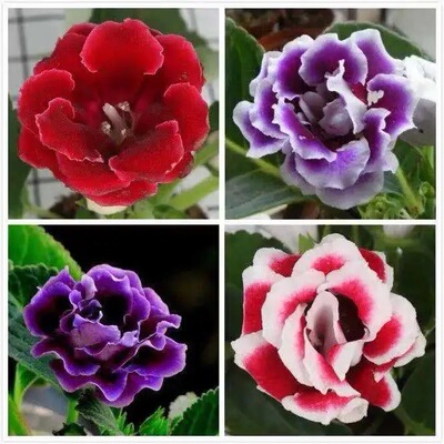 重瓣盆栽带花苞基地直发大岩桐