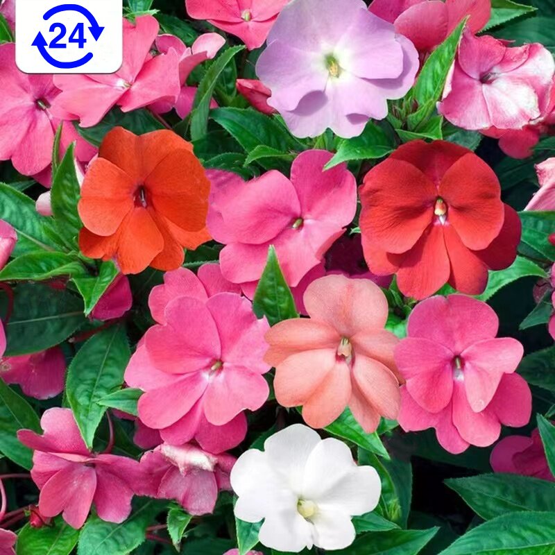 【凤仙单瓣】超级凤仙本花卉多季开花耐热新几内亚盆栽观花植物