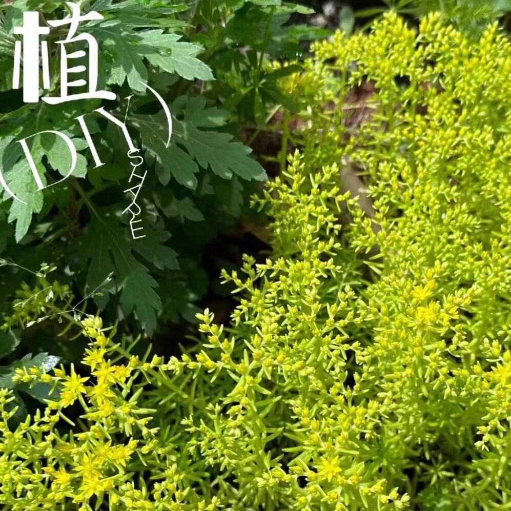 金叶佛甲草盆栽庭院绿植