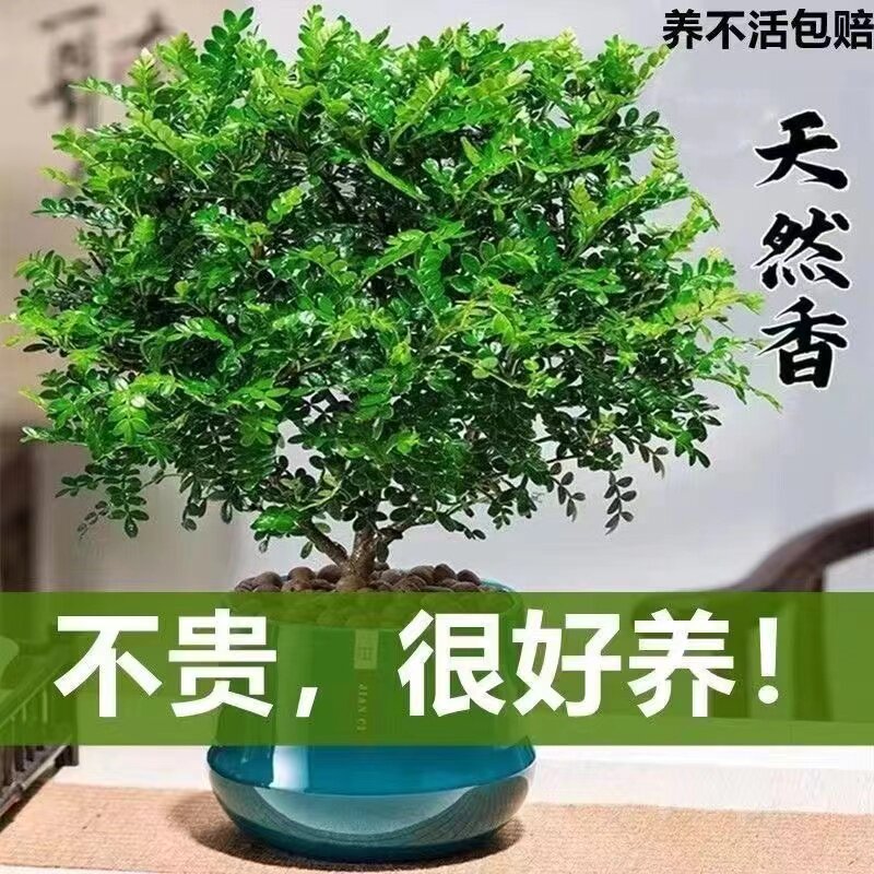 【清香木】盆栽正宗胡椒驱蚊草室外卉绿植除甲醛净化空气植物提神