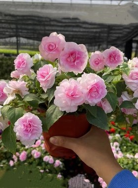 水梅花重瓣凤仙花四季开花喜阳阳台庭院带花苞基地直发