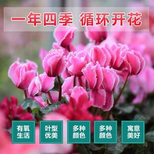 仙客来盆栽带花大花重瓣花卉植物室内花好养活四季开花阳台仙鹤来