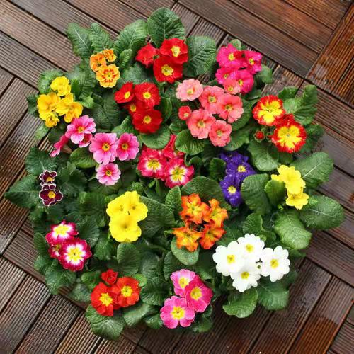 进口单瓣报春花盆栽重瓣带香味四季开花净化空气冬季喜阳耐寒包邮