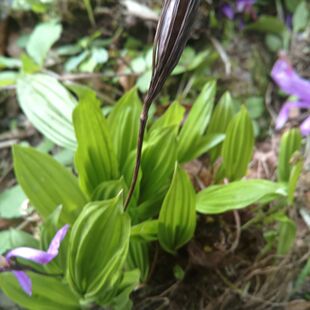 贵州冰球子独蒜兰现挖现发苗子优良品种毛慈菇杜鹃兰