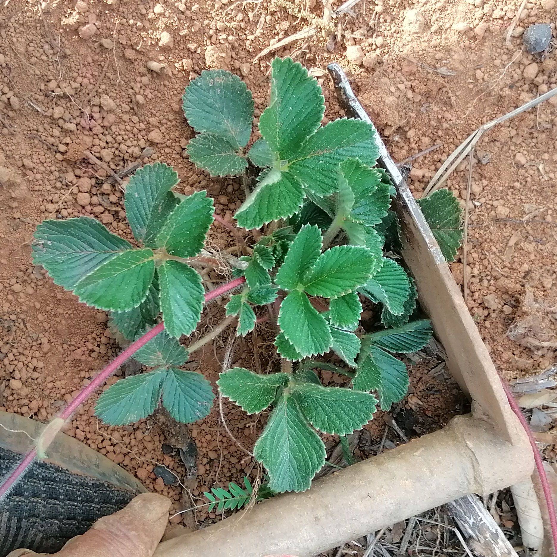 云南白草莓白米泡儿菠萝蜜莓儿当季带花苞现挖新鲜