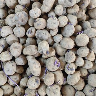 贵州乌洋芋种子发芽乌洋芋种子种植专用七彩土豆包成活洋芋