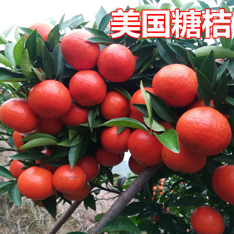 美国糖桔苗庭院地栽橘子树大树阳台盆栽嫁接红桔桔子树苗当年结果
