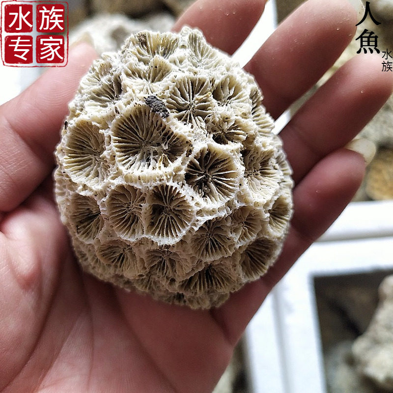 死石海水缸造景石天然珊瑚石生物石水族箱造景假山布景三湖缸造景