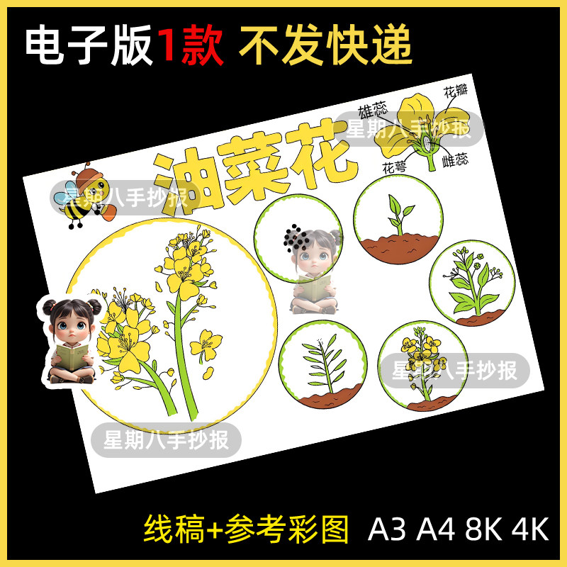 自然笔记油菜花生长记录手抄报模板电子版线稿植物卡片种植小报A4