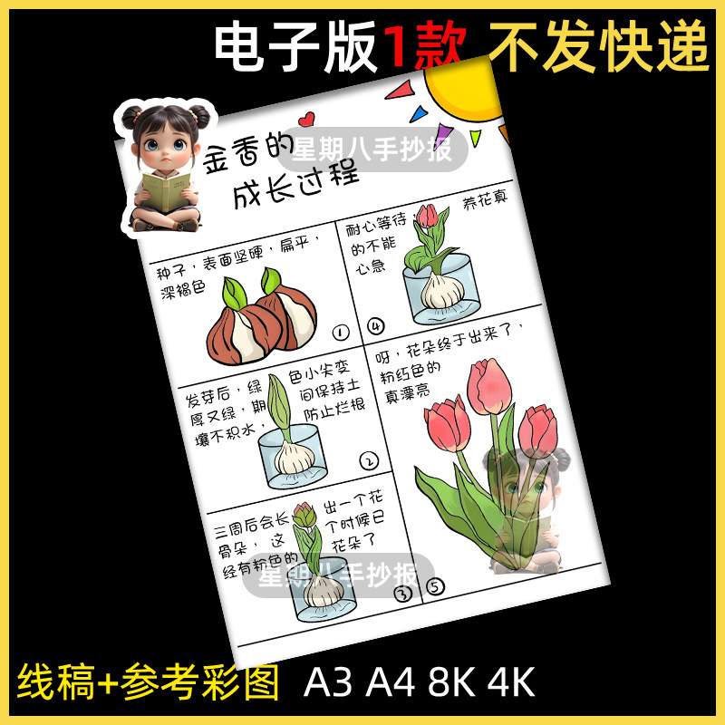 郁金香成长过程手抄报模板电子版植物花朵生长观察自然笔记录小报