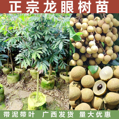龙眼树苗带泥带叶基地直发