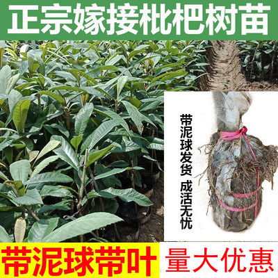 嫁接特大庭院盆栽南北方种植果苗