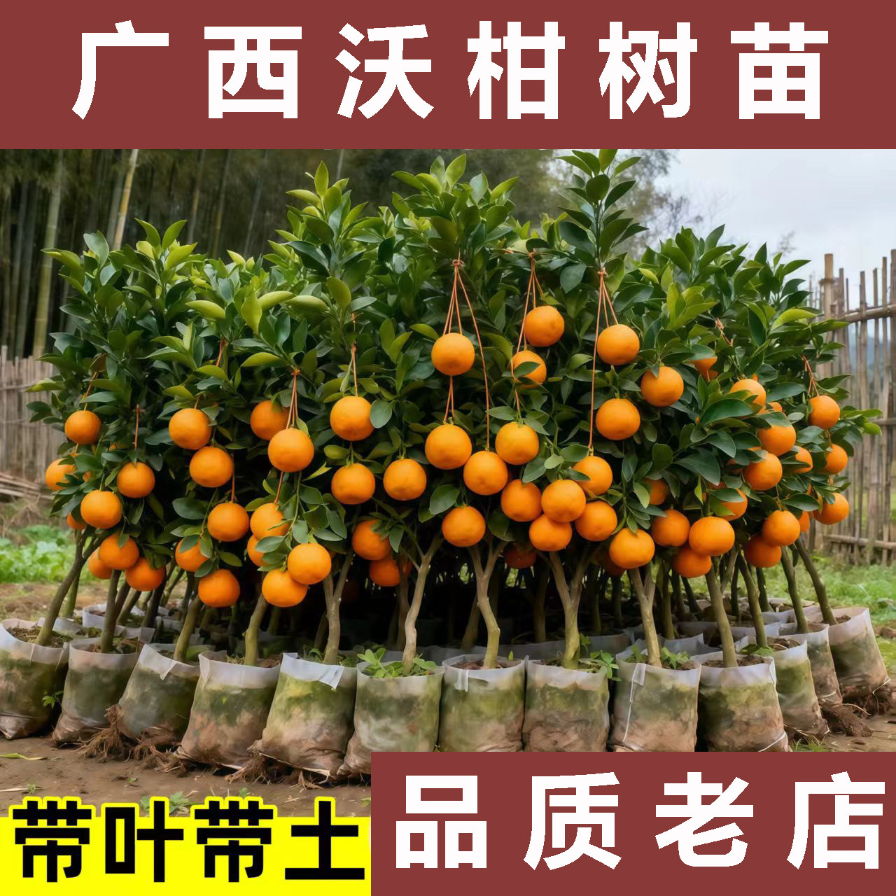 正宗广西武鸣沃柑树苗嫁接无籽柑橘苗桔子苗橘子果树苗盆地栽带土,鲜花速递/花卉仿真/绿植园艺,果树,淘宝优惠券,粉丝福利购,淘宝优惠卷