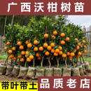 正宗广西武鸣沃柑树苗嫁接无籽柑橘苗桔子苗橘子果树苗盆地栽带土