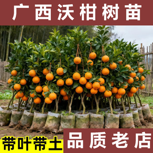 正宗广西武鸣沃柑树苗嫁接无籽柑橘苗桔子苗橘子果树苗盆地栽带土