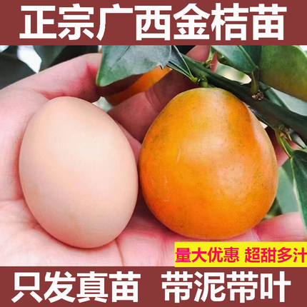 广西脆蜜金桔树苗第三代四代大叶滑皮苗大果融安脆皮金桔柑橘果树