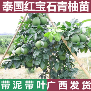 泰国红宝石青柚苗柚子树苗考雅新品种越南青柚沙田柚红心蜜柚果苗