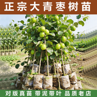 台湾大青枣树苗活苗蜜丝枣牛奶枣树南北方种植盆栽地栽甜脆果树苗