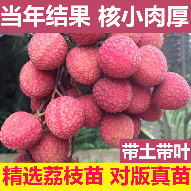 荔枝树苖无核桂味果树妃子笑水果树苗糯米糍果苗大苗庭院南方种植-封面