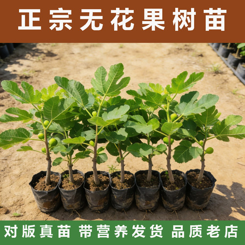 无花果苗带营养杯土发货