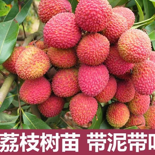 荔枝树苖正宗品种带土带叶发货