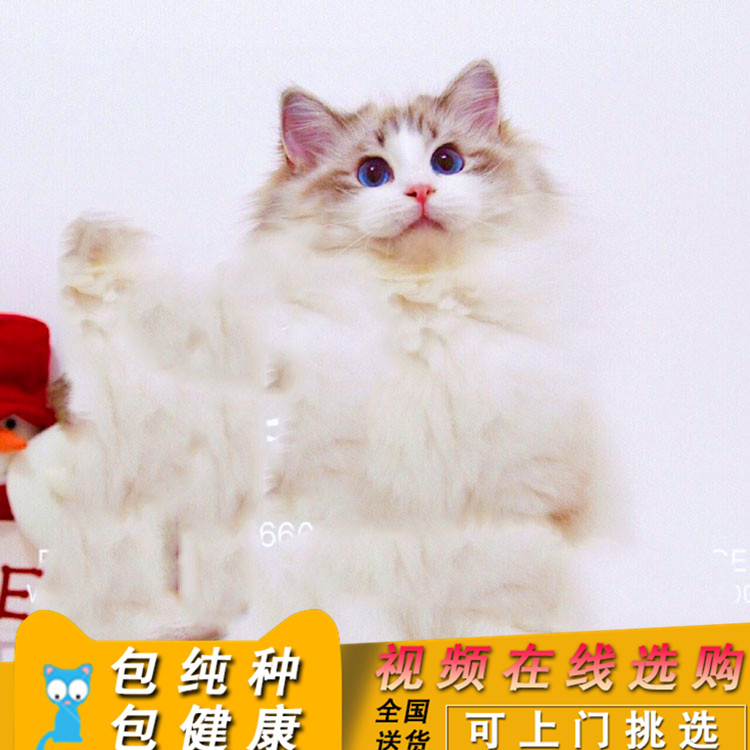 蓝眼睛纯种布偶猫 宠物仙女布偶猫 活体布偶幼猫 海双布偶