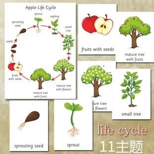 cycle生命周期循环幼儿园儿童早教科学自然游戏教具过塑卡片 life