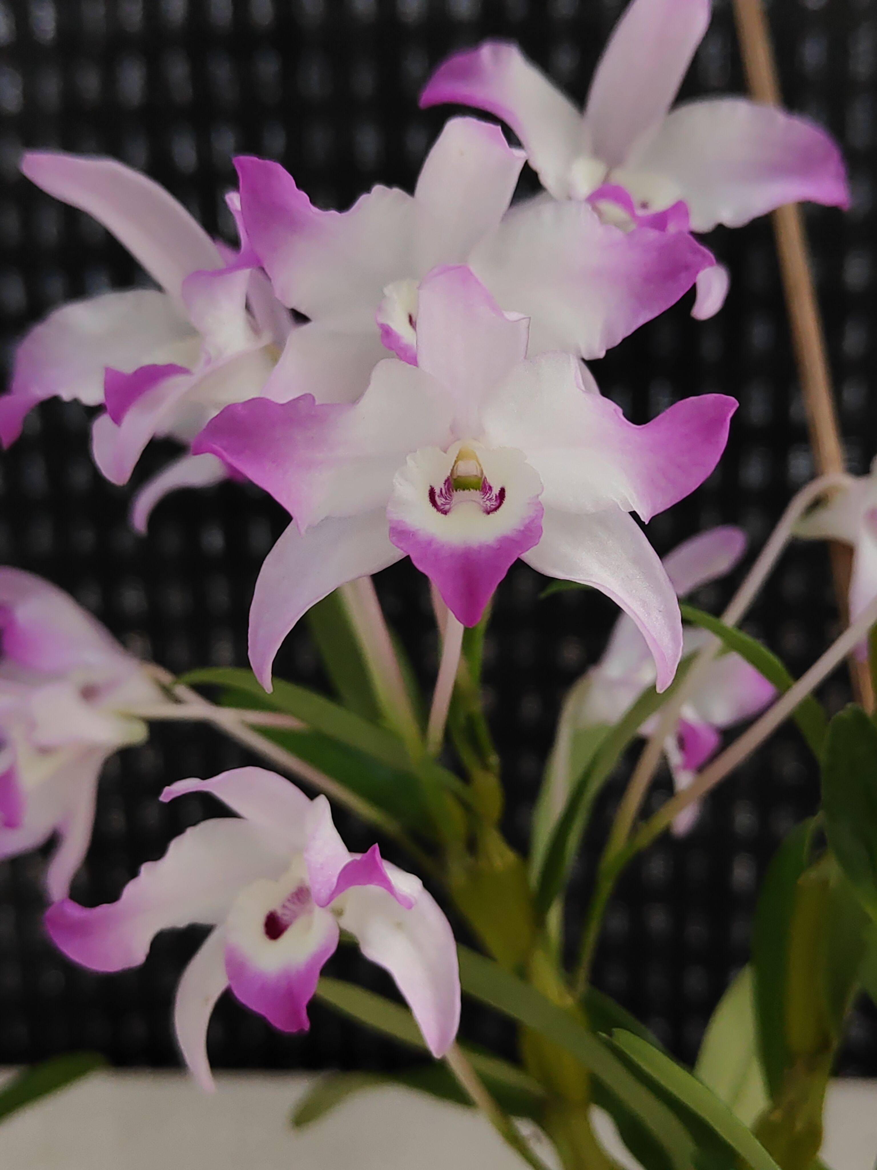 白底粉红樱石斛兰 花卉绿植