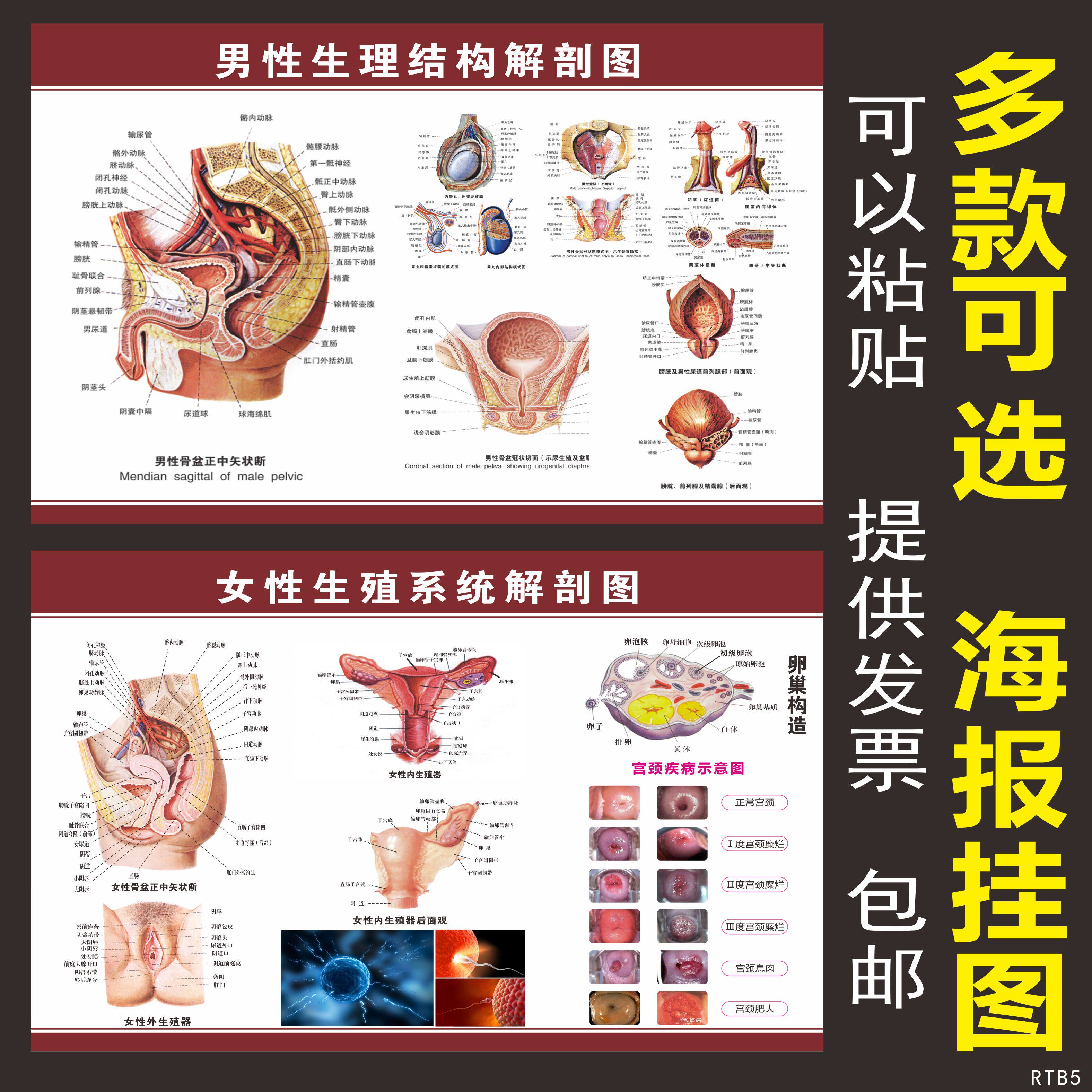 人体骨骼器官男性生理结构女性生殖器官解剖医学人体经络穴位海报