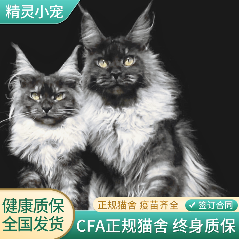 大型缅因猫宠物猫活体幼崽巨型挪威森林猫咪幼猫布偶猫猫舍可上门