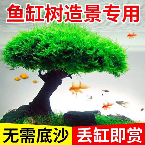 莫斯树活体水草懒人沉木鱼缸造景生命之树杜鹃根迎客松定制水族