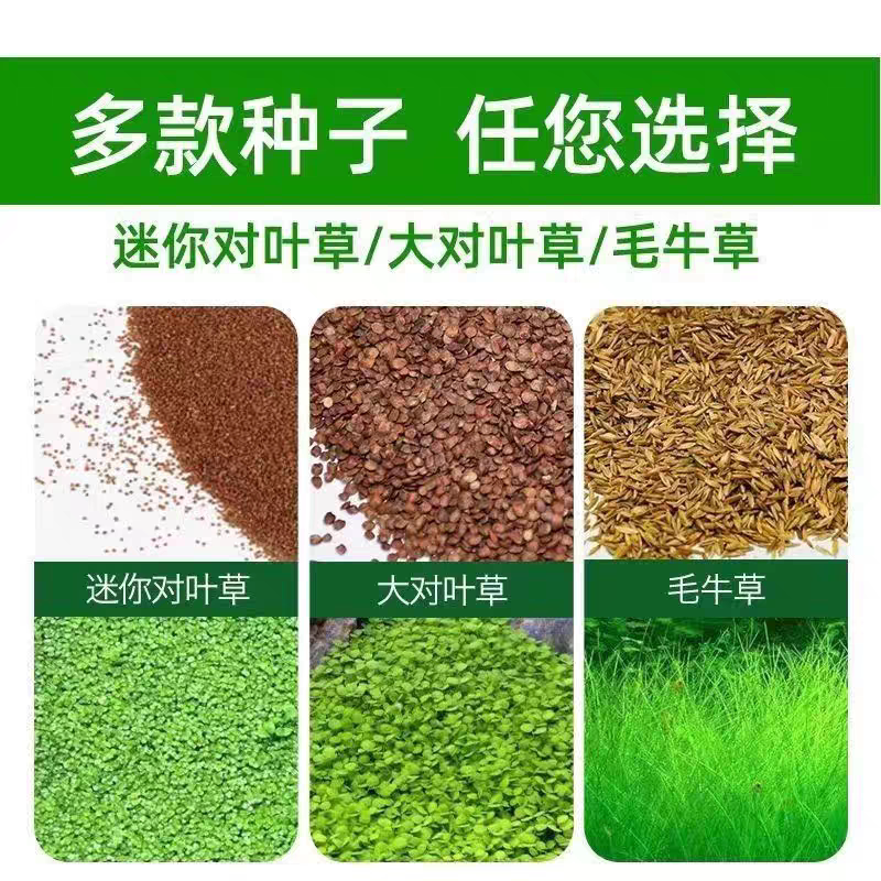 水草一个造景盈科速成