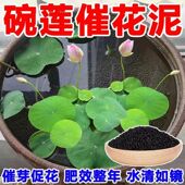 碗莲专用泥水草泥高肥力不臭水不浑水荷塘泥睡莲水培铜钱草陶粒泥