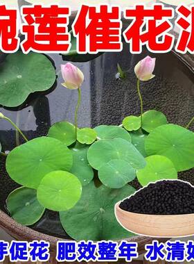 碗莲专用泥水草泥高肥力不臭水不浑水荷塘泥睡莲水培铜钱草陶粒泥