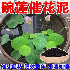 碗莲专用泥水草泥高肥力不臭水不浑水荷塘泥睡莲水培铜钱草陶粒泥
