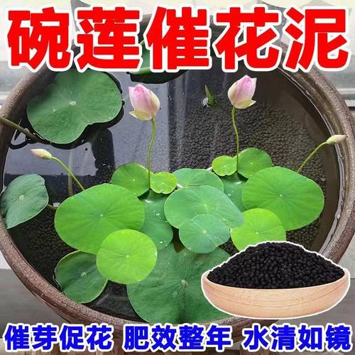 碗莲专用泥水草泥高肥力不臭水不浑水荷塘泥睡莲水培铜钱草陶粒泥