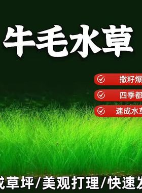 生态鱼缸专用水草种子四季养鱼速成草坪造景大小对叶牛毛草籽套餐