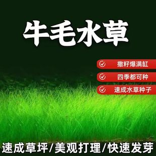 生态鱼缸专用水草种子四季养鱼速成草坪造景大小对叶牛毛草籽套餐