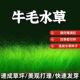 生态鱼缸专用水草种子四季 养鱼速成草坪造景大小对叶牛毛草籽套餐