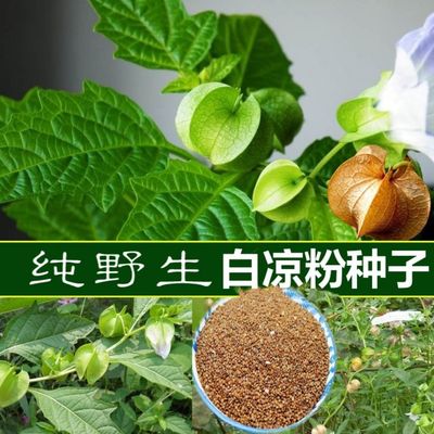 凉粉草种子白凉粉水晶凉粉果冰粉种籽可留种盆栽庭院阳台易活易种