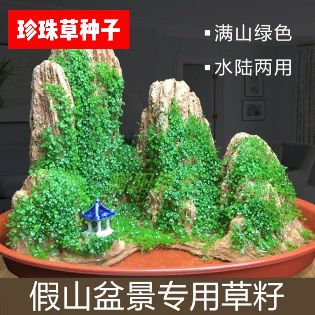 假山草种子山石草上水石小草盆景草吸水石专用草籽四季常绿小草