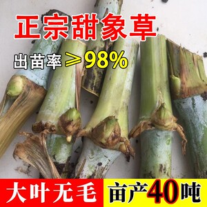 正宗无毛甜象草3号无毛高产耐寒多年生四季喂牛羊猪皇竹草牧草籽