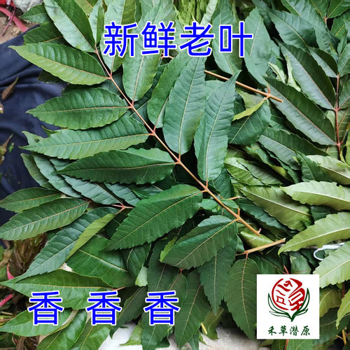 禾草潜原野生现采老香椿叶
