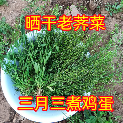 沂蒙山新鲜干老荠菜三月三煮蛋
