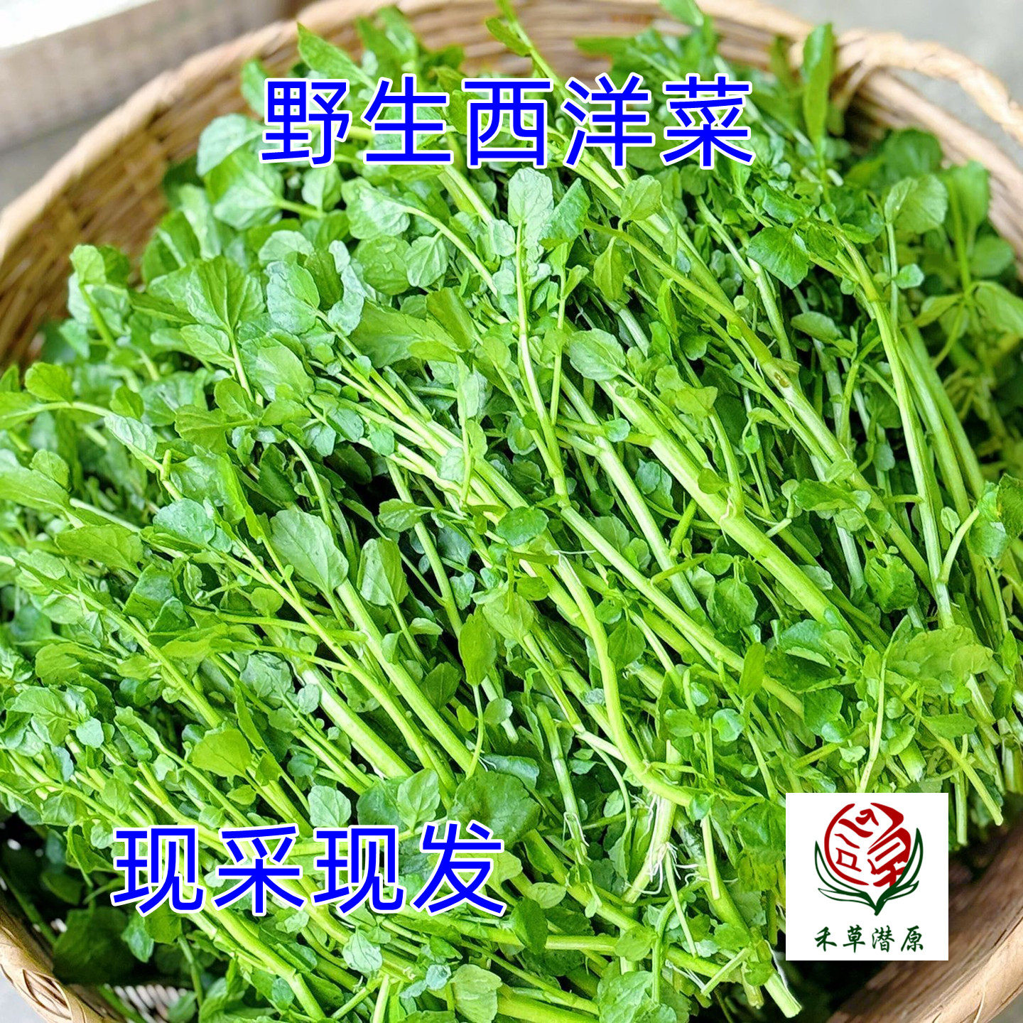 山东潍坊野生西洋菜新鲜现采现发叶菜类蔬菜豆瓣菜现摘火锅