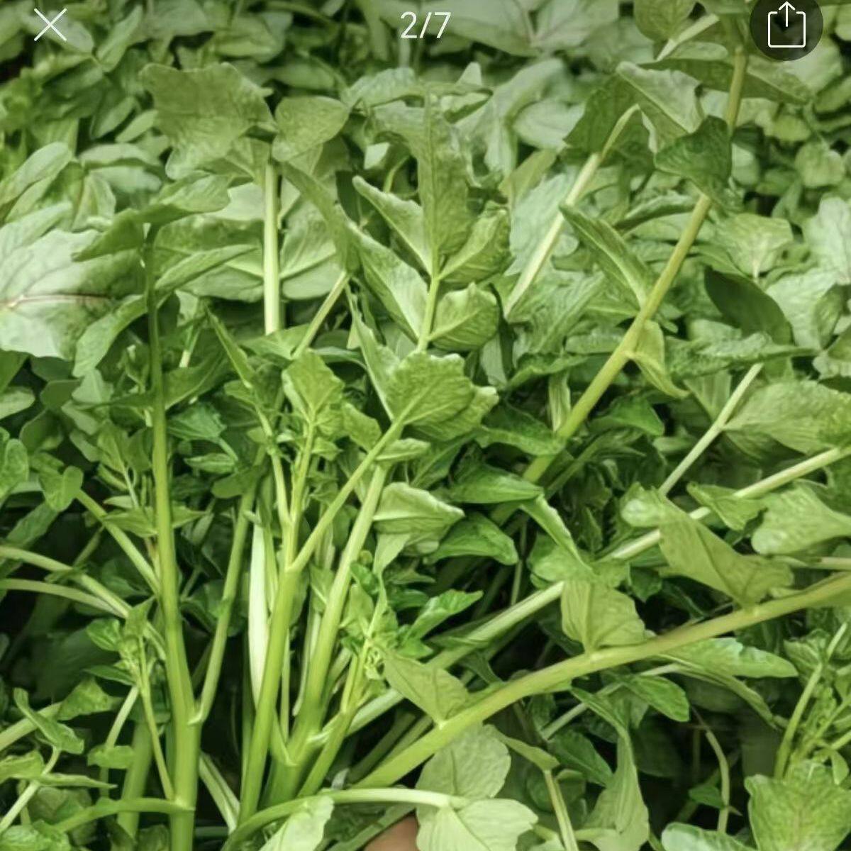 野生高山泉水豆瓣菜西洋菜农家种植新鲜现摘火锅山泉水现发蔬菜