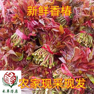 山东沂蒙山新鲜香椿芽头茬嫩芽香春芽香椿应季蔬菜