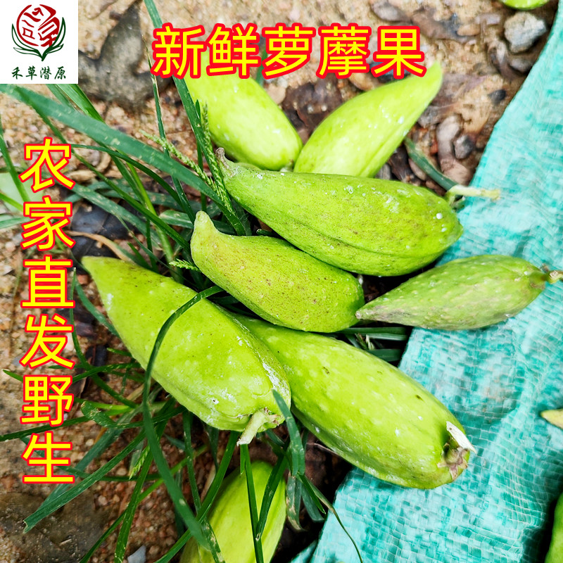 新鲜现摘野生萝摩果老鸹瓢天将壳羊婆奶果实
